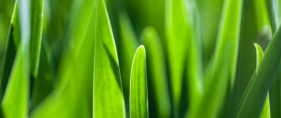 Strong grass blades in a lawn in Memphis, TN.