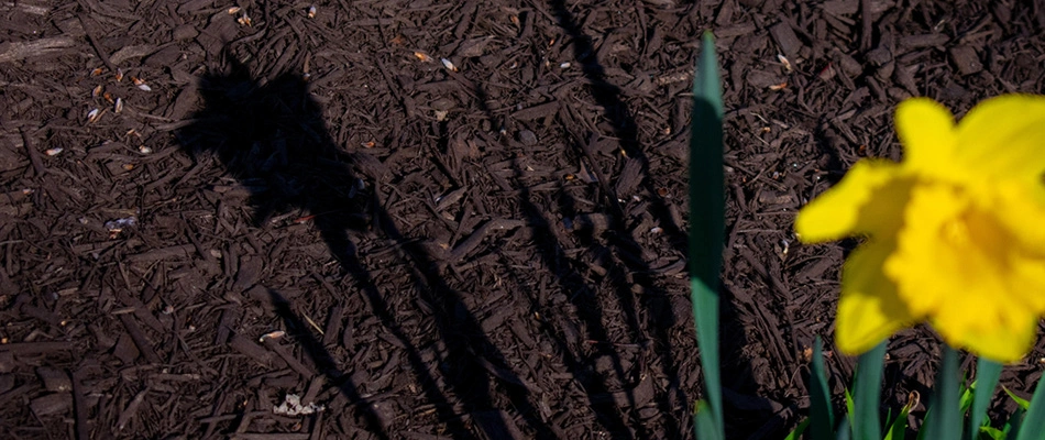 Sun light over landscape bed in Memphis, TN.