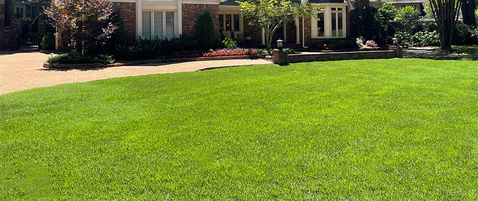 Thick, green, fertilized lawn grass at a home in Lakeland, TN.