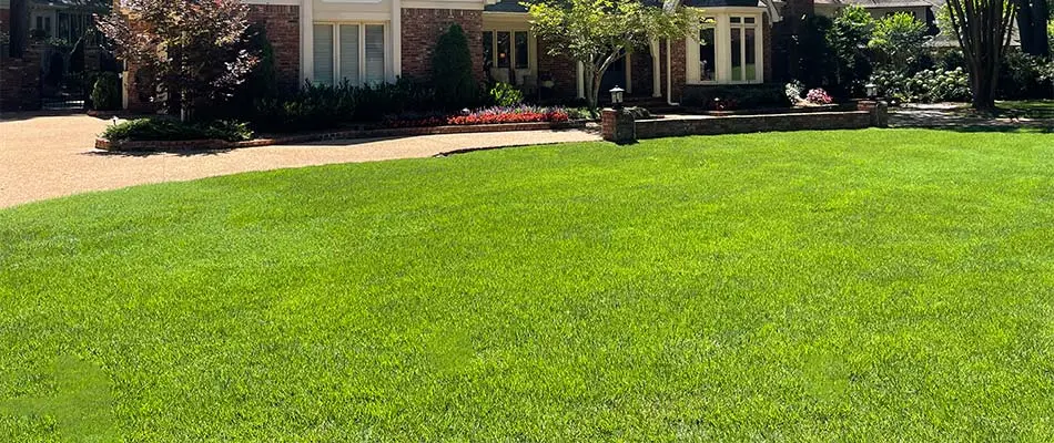 Thick, green, fertilized lawn grass at a home in Lakeland, TN.