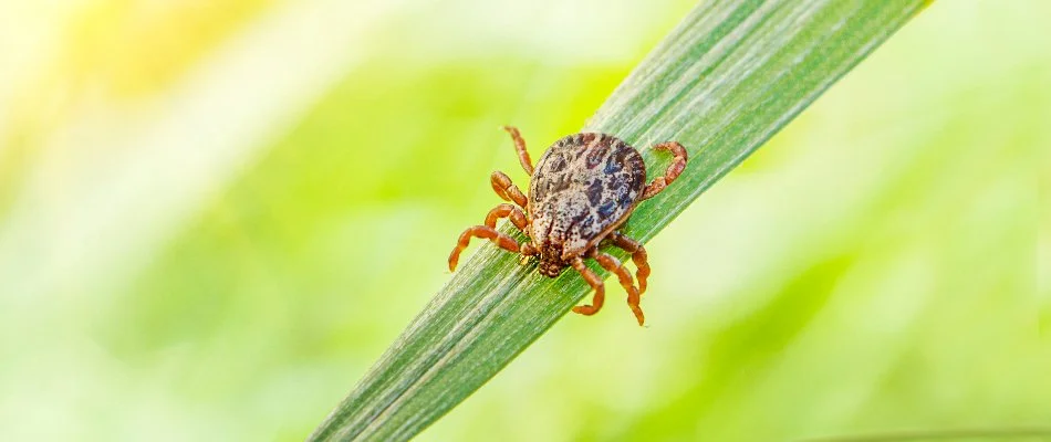 Tick facing down on a blade of grass in Memphis, TN.
