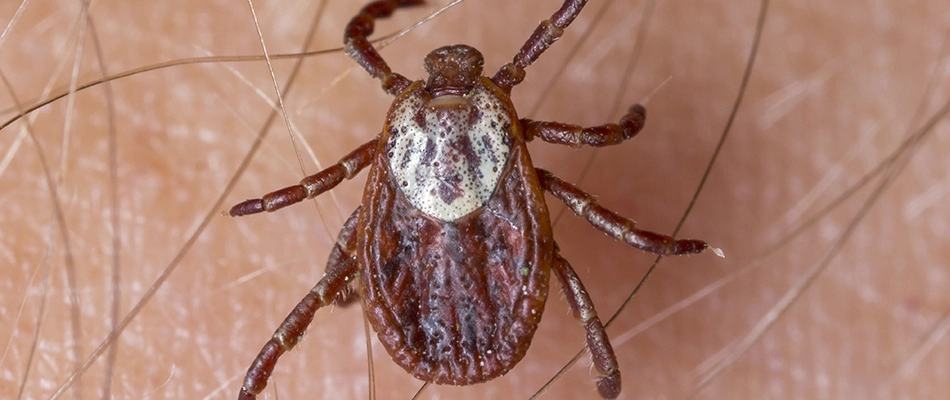 A tick on a customer's hand in Lakeland, TN.