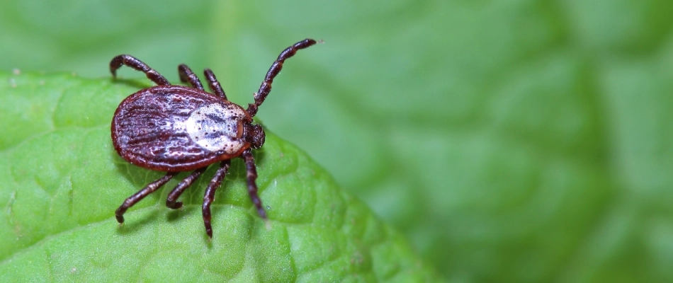 Tick prowling on green plant leaf near Bartlett, TN.