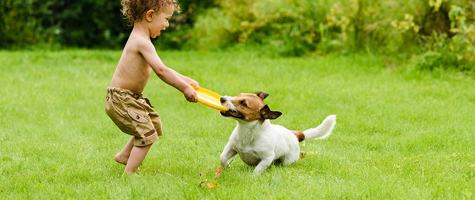 Toddler playing with a frisbee and puppy on a lawn near Piperton, TN.