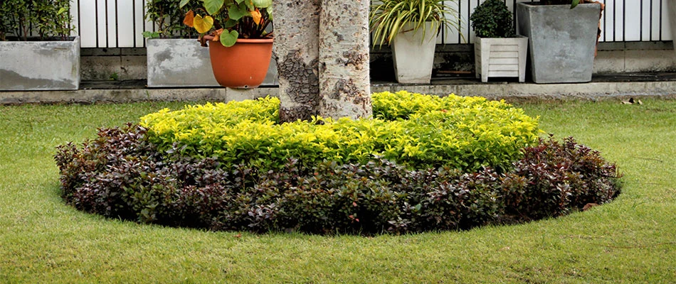 Trimmed and pruned landscape bed plants near Eads, Memphis, TN.