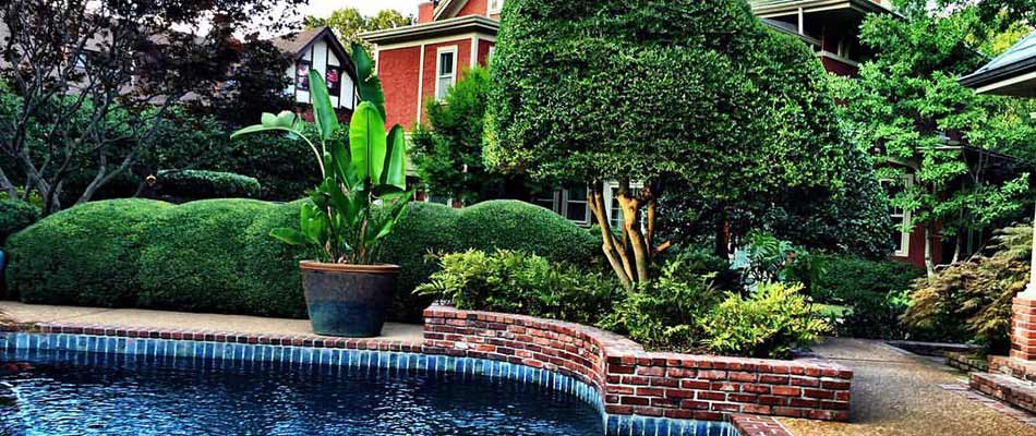 Trimmed landscape bushes around a beautiful, blue pool in Collierville, TN.