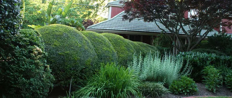 Line of large trimmed hedges and bushes in Cordova, TN.