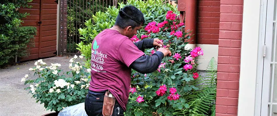 Trimming flower bushes during a spring cleanup in Lakeland, TN.