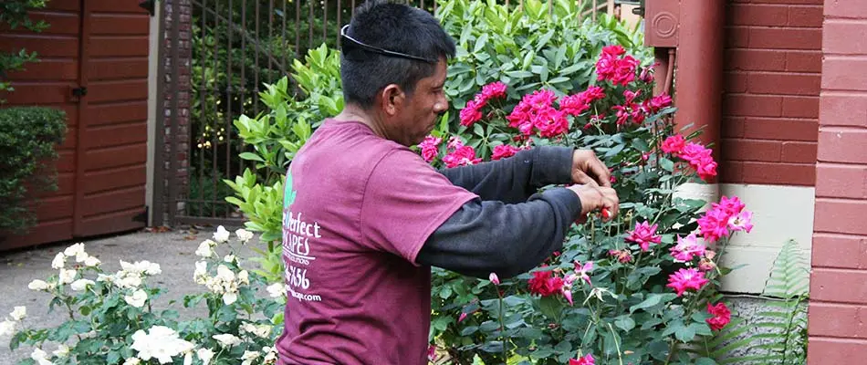 Pruning and trimming roses at a home in Bartlett, TN.