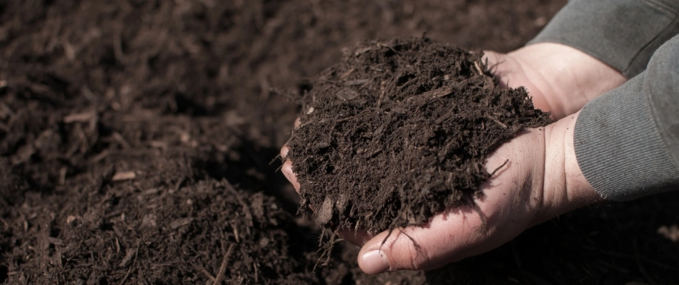 Lawn care professional holding handfull of hammered down mulch in Memphis, TN.