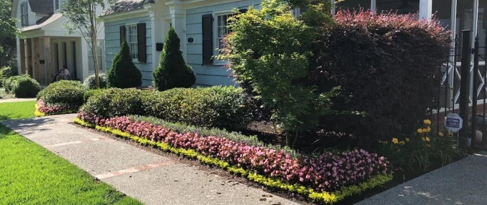 Various plants in front of a home in Memphis, TN.