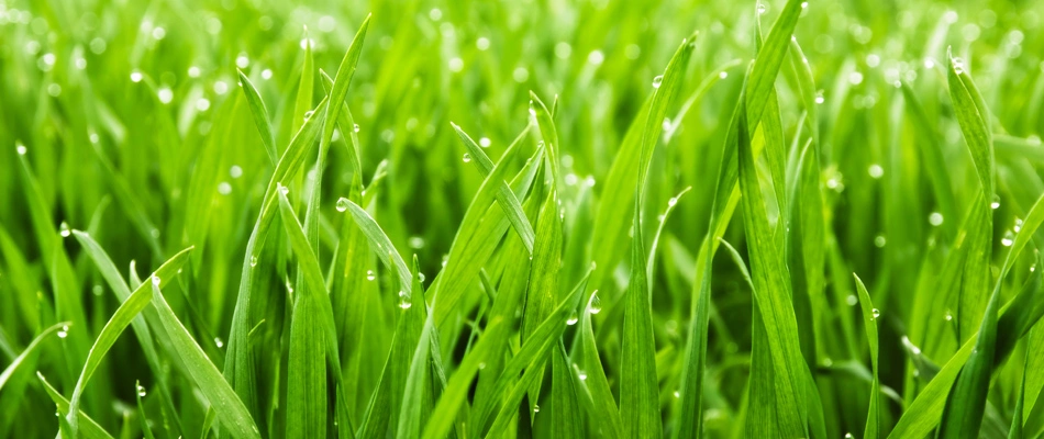 Water droplets in lawn in Bartlett, TN.