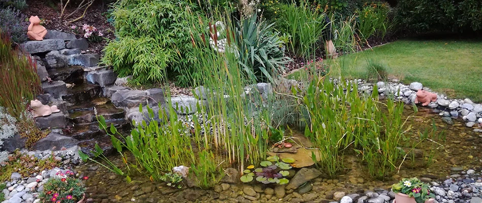 Water garden installed on client's property in Germantown, TN.