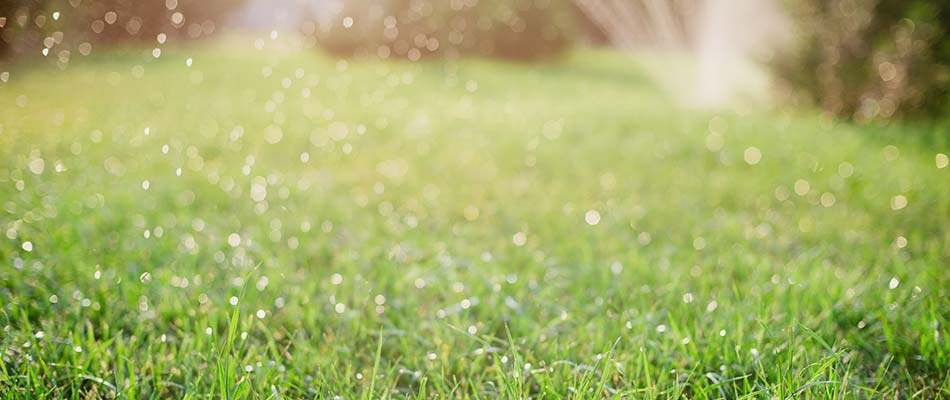 Watering a newly seeded home lawn near Germantown, TN.