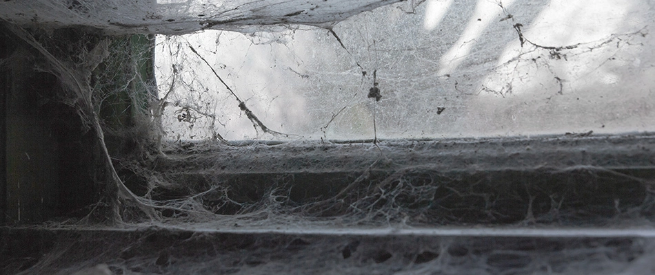 Webs forming by window crack by spider infestation in Memphis, TN.