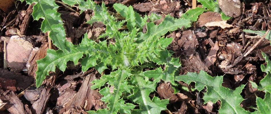 Weed growing in a landscape bed in Bartlett, TN.