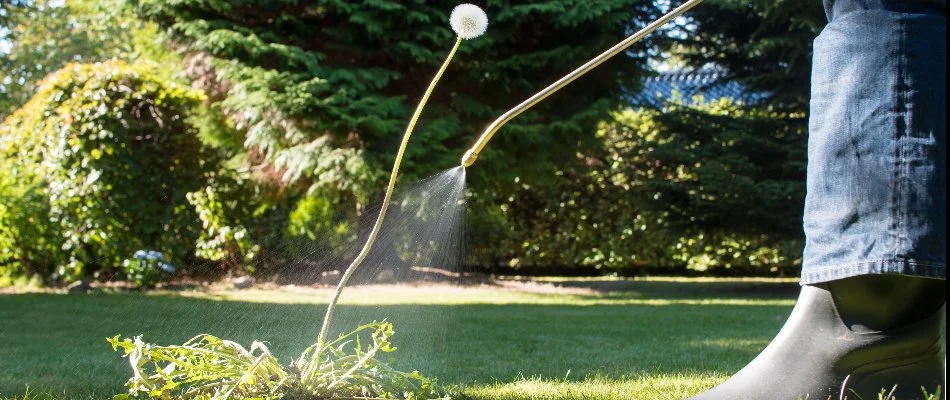 Person applying a post-emergent weed control treatment to a weed. 