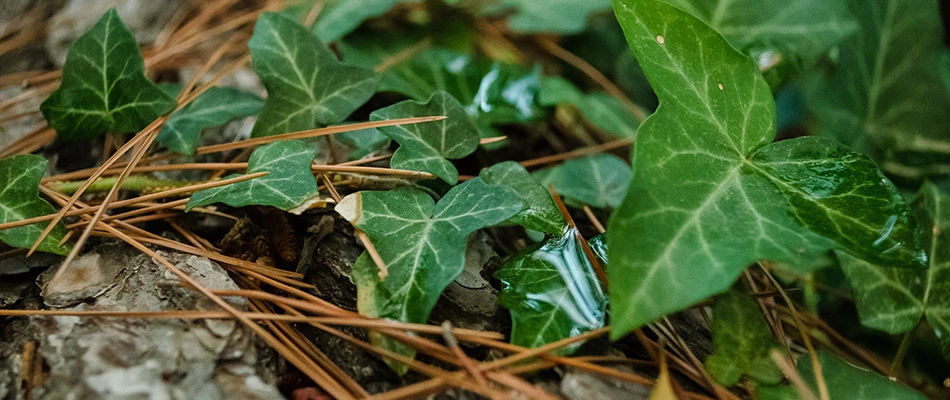 Weeds growing through old mulch in a landscape bed near Downtown Memphis, Memphis, TN.