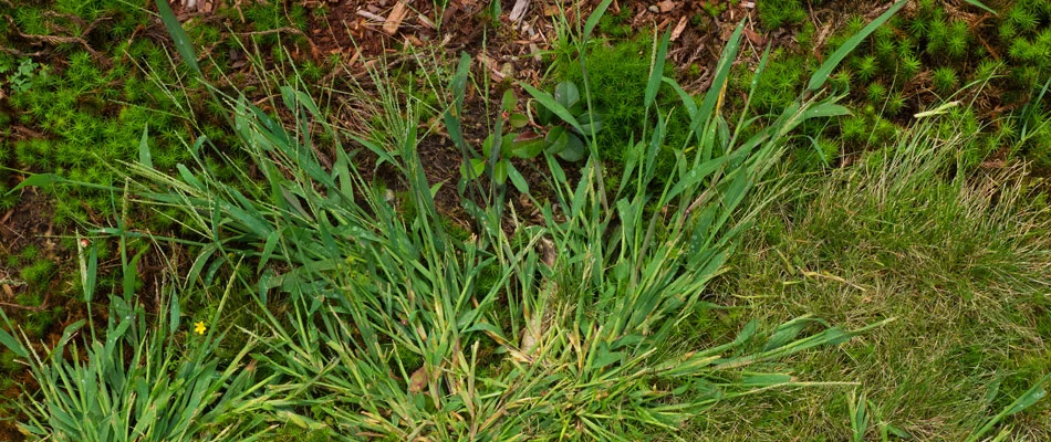 Weeds spreading in a lawn from landscape bed in Collierville, TN.