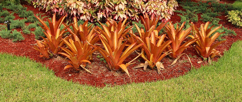 Well maintained landscape bed with fall plantings near East Memphis, TN.