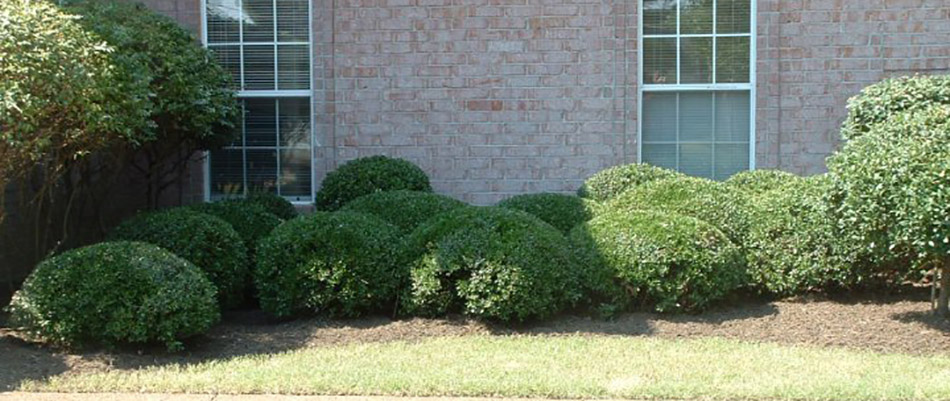 Well trimmed bushes in front of a home in Arlington, TN.