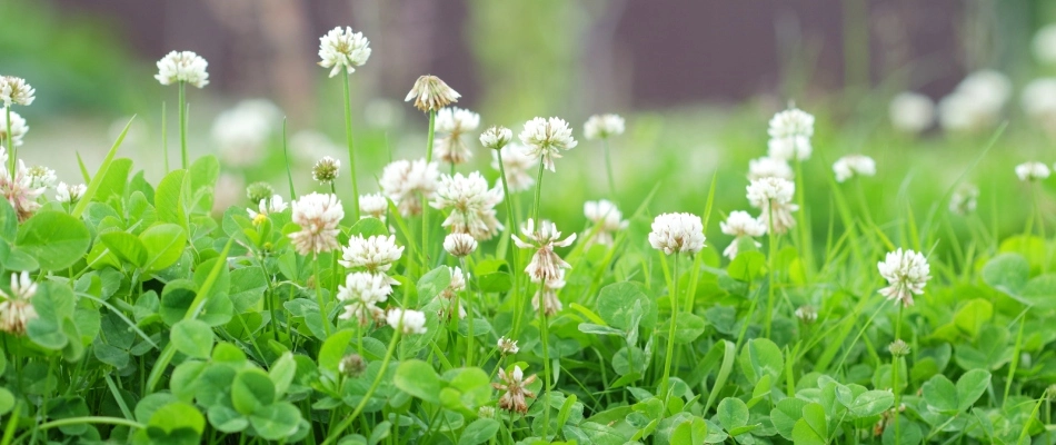 White clover weeds growing in fertilized lawn in Germantown, TN.