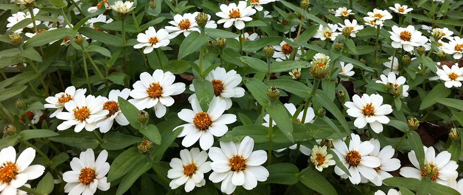 A bed of white flowers in Oakland, Tn.