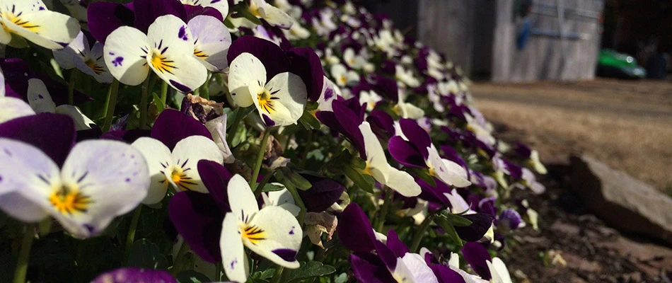 A bush of purple, yellow, and white flowers on a property in Lakeland, TN.