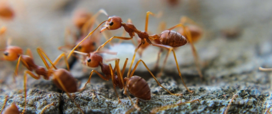 Worker ants among others lining up to attack and protect in Germantown, TN.