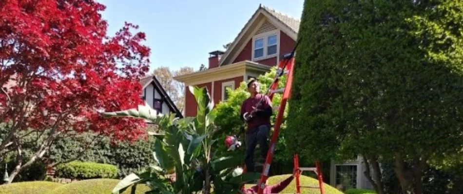Worker trimming large tree in Memphis, TN.