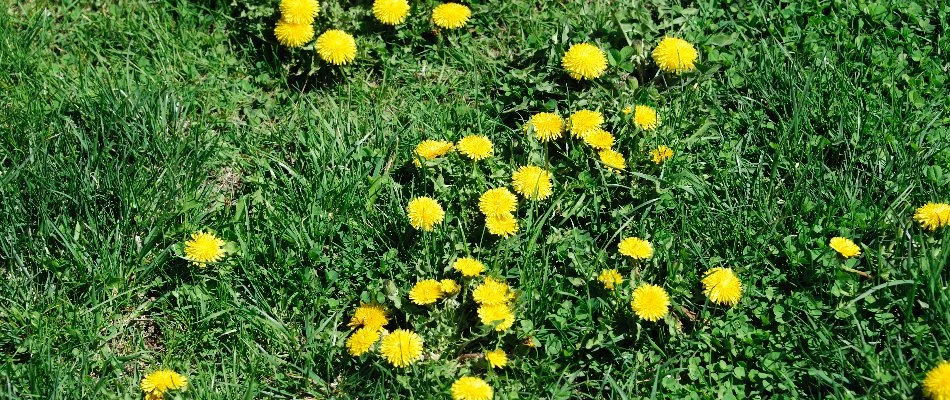 Yellow dandelion weeds on a lawn in Memphis, TN.