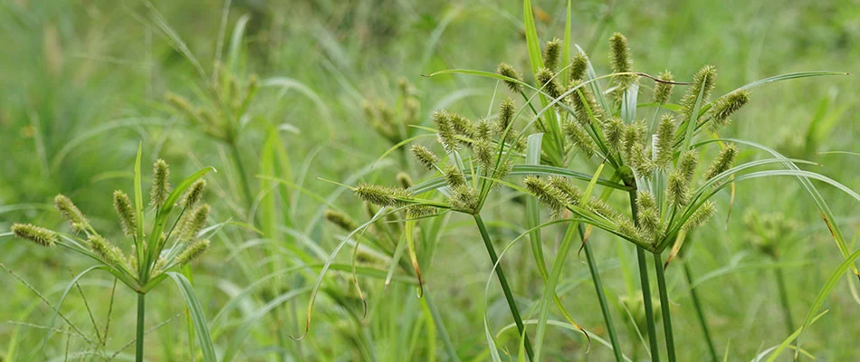 Yellow nutsedge overgrown in a Bartlett, TN yard.