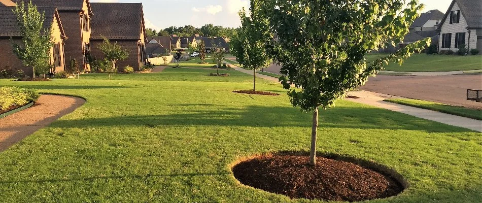 Young trees on a residential property in Memphis, TN.
