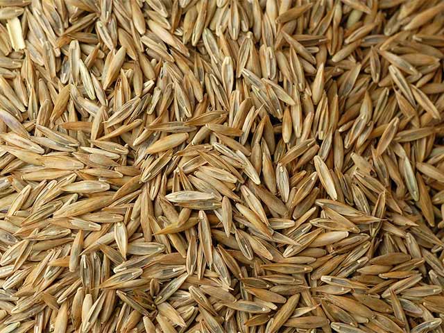 Lawn fescue seeds for use in Memphis, TN.